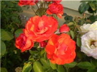 a3cb7eaf-Picture 6305.jpg